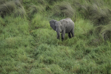 Fototapeta na wymiar Aerial view of an elephant in the tall savanna grasses on the Okavango Delta in Botswana