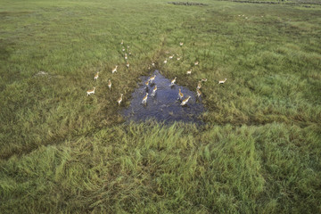 Aerial view of impala running through the water on the Okavango Delta savanna in Botswana