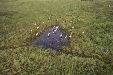 Aerial view of impala running through the water on the savanna of the Okavango Delta in Botswana