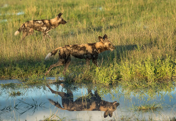 Two wild African dogs hunting cast a reflection in a puddle as they run past
