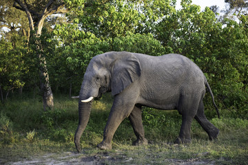 Fototapeta na wymiar Elephant walking through the brush in Botswana, Africa