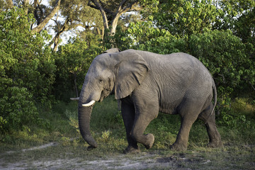Elephant walking through the brush in Botswana, Africa