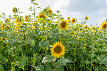 Yellow sunflower field close up view