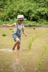 children are helping each other manage their seedlings. To grow rice fields.