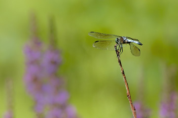 Dragonfly in a field of purple flowers