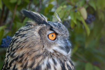 Eagle Owl