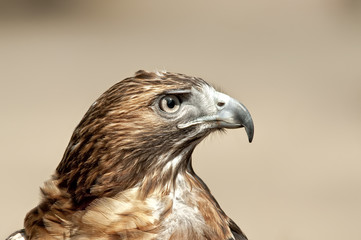 Red Tailed Hawk Portrait