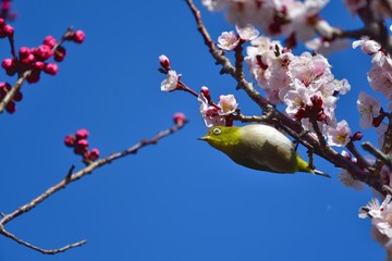 梅の花と戯れるメジロ