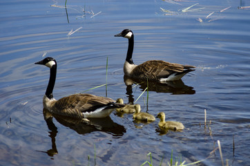 Geese with goslings
