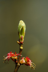 Sumac bud