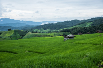 Fototapeta na wymiar Beautiful scenery during of the Pa Pong Piang rice terraces(paddy field) at Mae-Jam,Chaingmai Province in Thailand.