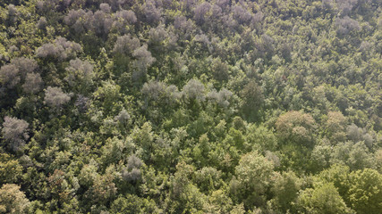Fototapeta na wymiar thick forest, aerial view