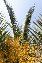 decorative background with palm tree