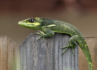 Bright green and yellow Cuban knight anole with black eye patch is crossing  the top of a wooden fence against a blurred brown background.