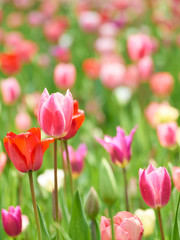 チューリップ畑