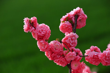 Blooming cherry blossom