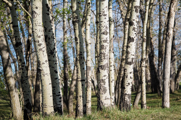 Grove of Poplar Trees in the spring; fresh green leaves on a forest of poplar trees