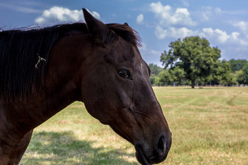 Fototapeta premium Chance