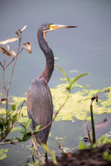 Tricolored Heron by the lake