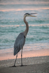 Great Blue Heron at Sundown by the beach