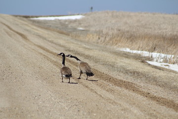 Geese out for a walk © Deb