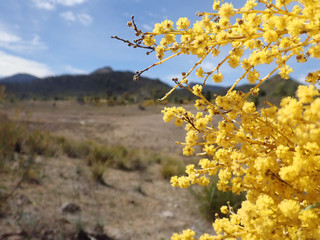 macro photo of wattle flower