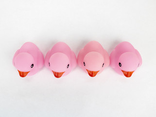 Four pink rubber ducks as viewed from above on an isolated white background