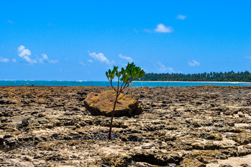 Mangrove tree on the seashore of Morere, with coconut trees on the background, south coast of Bahia