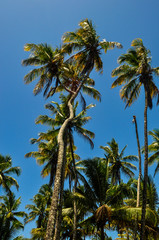 Obraz na płótnie Canvas Beautiful coconut trees at Morere seashore, south coast of Bahia, Brazil