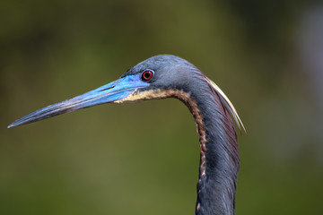 Macro of a Tricolored Heron