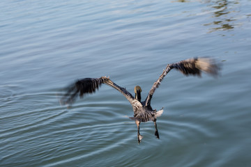 Pelican diving in to the water, florida keys