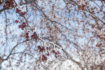 Tree with frozen red berries in winter