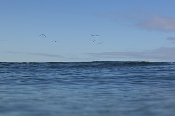 Birds and horizon