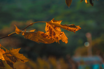 Autumn