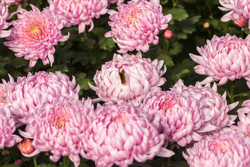Flowers, flowers chrysanthemum, Chrysanthemum wallpaper