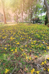Obraz premium Yellow trumpet tree or tree of gold and in tropical countries called paraguayan yellow trumpet tree Blossoming.