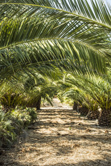Obraz premium Rows of small palm trees in a palm tree farm