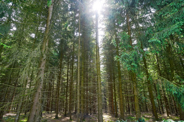 Fototapeta na wymiar Harz mountains forest in Germany