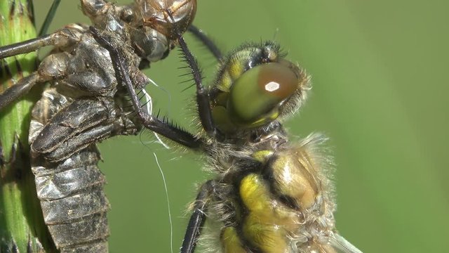 Birth dragonfly. An adult dragonfly has just emerged from its larval skin and is waiting for the wings to expand and dry. Macro insect Two stage insect. Close-up
