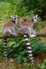 Obraz premium Ring tailed lemurs outdoor forest