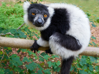 ruffed lemur from Madagascar portrait