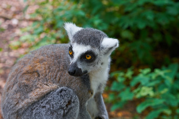 Ring tailed lemur outdoor forest