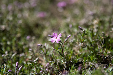 Tiny purple flower on green bokeh background