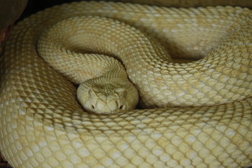 serpiente