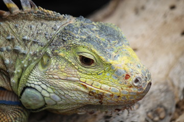 iguana