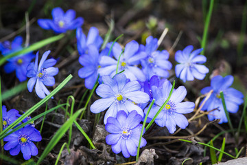 Hepatica nobilis blossoming in the garden. Selective focus.