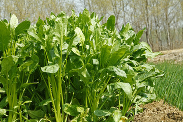 Obraz premium Spinach grown in the wild