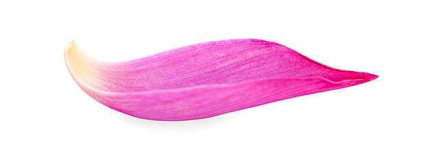 Pink lotus lobes on a white background