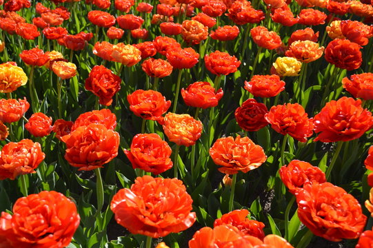 Fancy Tulip Group