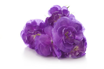 Obraz premium floral background of purple carnations